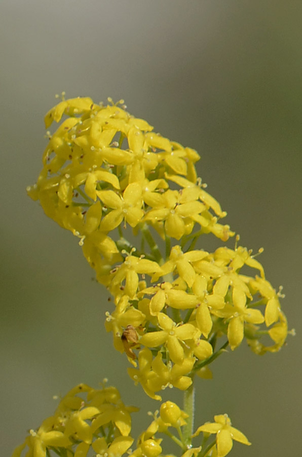 Profumo di ...pulito - Galium verum / Caglio zolfino